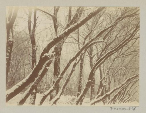 Snow-covered trees in a park, possibly Amsterdam