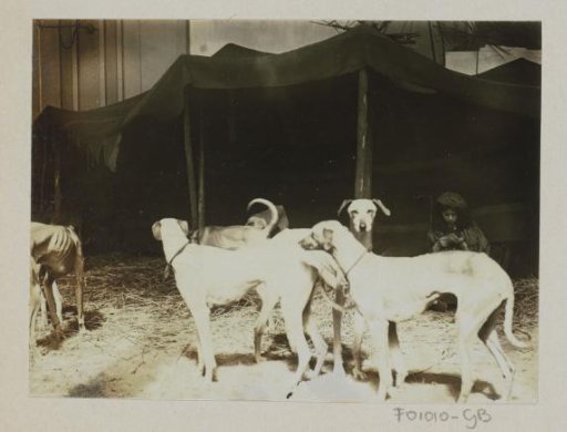 Greyhounds by a tent