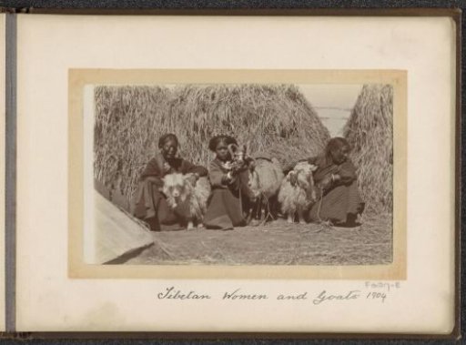 Tibetan women with goats for haystacks, Tibet