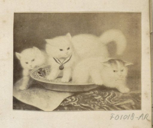 Photographic reproduction of (possibly) a painting with three cats in a bowl