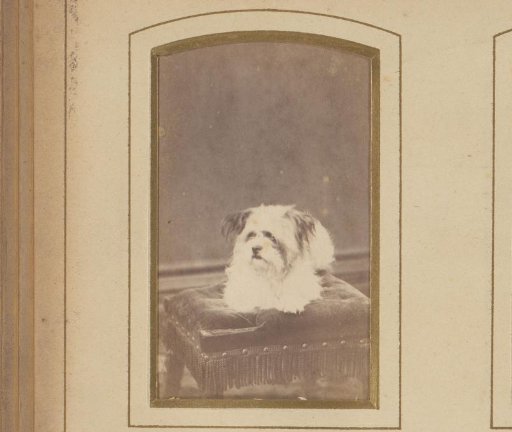 Portrait of a dog