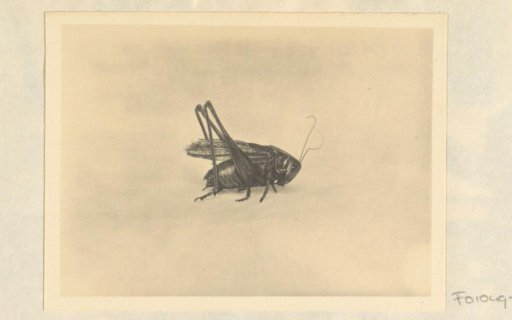 Grasshopper, likely study material for pupils of Schule Schloss Salem