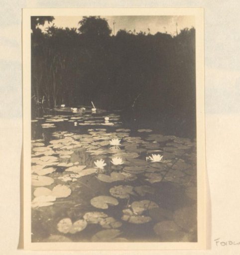 Pond with lilies, likely near Schule Schloss Salem