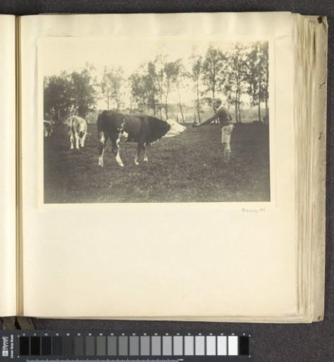 Pupil of Schule Schloss Salem with cows in a meadow