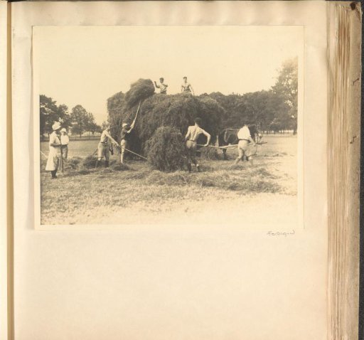 Haymaking Pupils of Schule Schloss Salem
