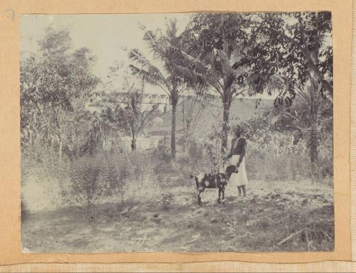 Man with a goat in a field in the Dutch East Indies, with a bridge in the background