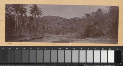Landscape with palm trees in the Dutch East Indies