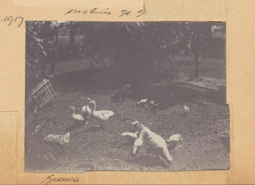 Poultry in a garden in the Dutch East Indies