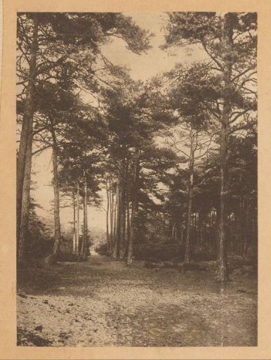 Path in a forest landscape, probably in the Netherlands