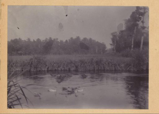 Cattle and ducks in a river in the Dutch East Indies