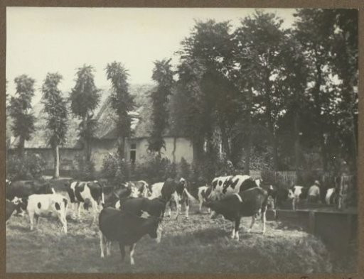Cows in front of farm 'Ken u zelven' on the Amstelveenseweg 537