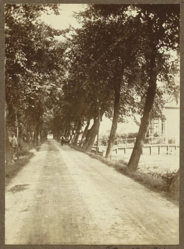 Trees along the Meerweg in Sloterdijk