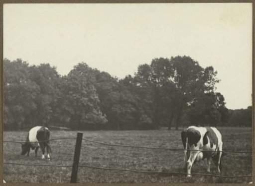 Cows in a meadow in the Amsterdam Vondelpark