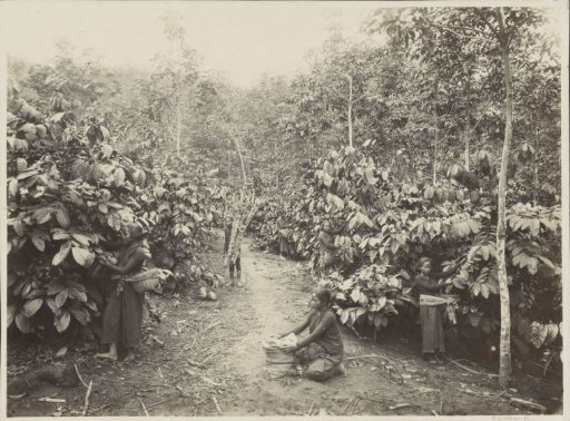 Women at work on a plantation in the Dutch East Indies