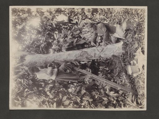 Rubber tappers cutting into a tree in the Dutch East Indies