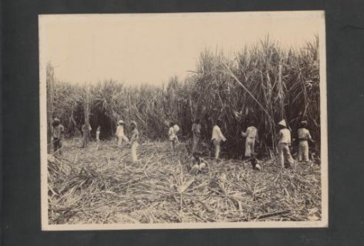 Men at work in the sugarcane harvest in the Dutch East Indies