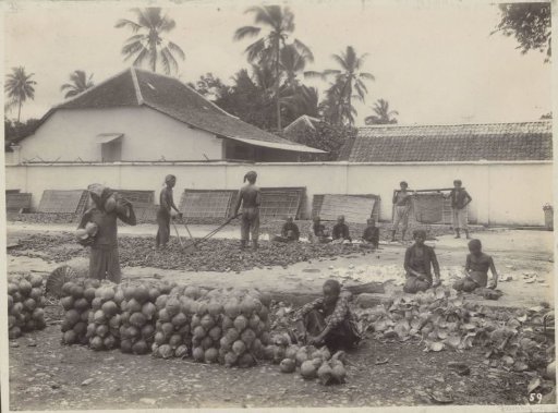 Men and women preparing copra in the Dutch East Indies