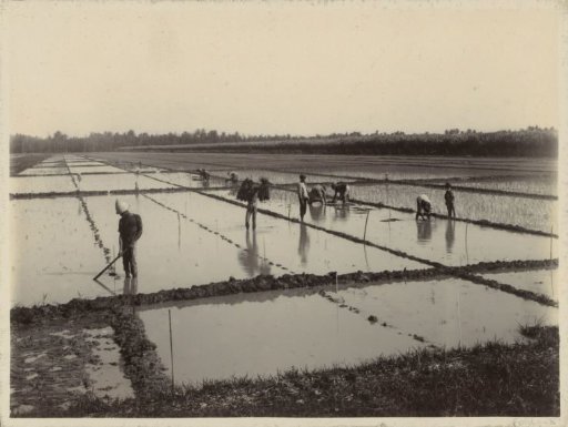 Farm labourers working on rice fields in the Dutch East Indies
