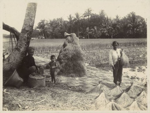 Man and woman with child at the grain harvest