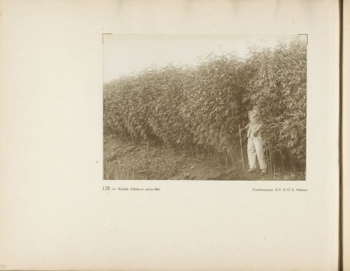 Page 128 from the photo album of the General Association of Rubber Planters on the East Coast of Sumatra (A.V.R.O.S.)