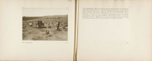 Pages 136 and 137 from the photo album of the General Association of Rubber Planters on the East Coast of Sumatra (A.V.R.O.S.)