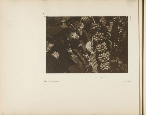 Page 140 from the photo album of the General Association of Rubber Planters on the East Coast of Sumatra (A.V.R.O.S.)