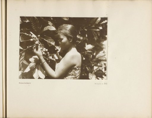 Page 141 from the photo album of the General Association of Rubber Planters on the East Coast of Sumatra (A.V.R.O.S.)