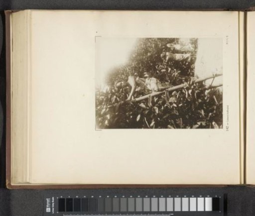 Page 142 from the photo album of the General Association of Rubber Planters on the East Coast of Sumatra (A.V.R.O.S.)