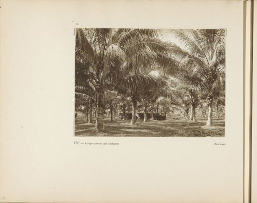Page 150 from the photo album of the General Association of Rubber Planters on the East Coast of Sumatra (A.V.R.O.S.)