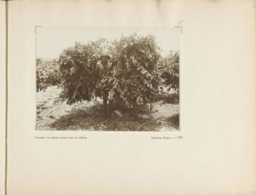 Page 159 from the photo album of the General Association of Rubber Planters on the East Coast of Sumatra (A.V.R.O.S.)