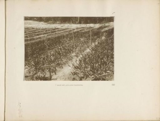 Page 161 from the photo album of the General Association of Rubber Planters on the East Coast of Sumatra (A.V.R.O.S.)