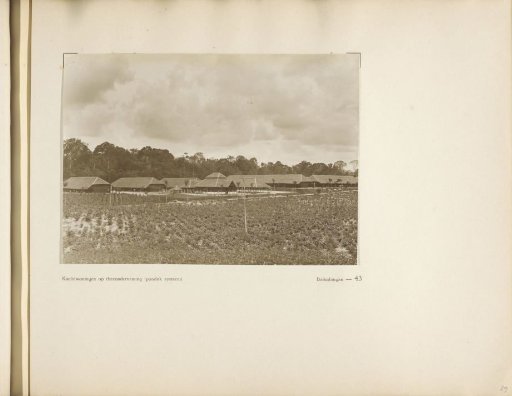 Page 43 from the photo album of the General Association of Rubber Planters on the East Coast of Sumatra (A.V.R.O.S.)