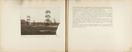 Pages 46 and 47 from the photo album of the General Association of Rubber Planters on the East Coast of Sumatra (A.V.R.O.S.)
