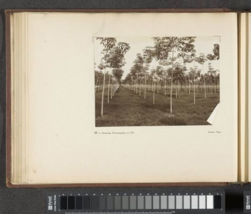 Page 48 from the photo album of the General Association of Rubber Planters on the East Coast of Sumatra (A.V.R.O.S.)