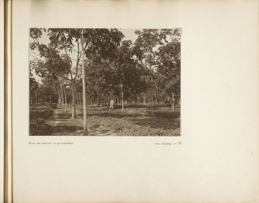 Page 51 from the photo album of the General Association of Rubber Planters on the East Coast of Sumatra (A.V.R.O.S.)