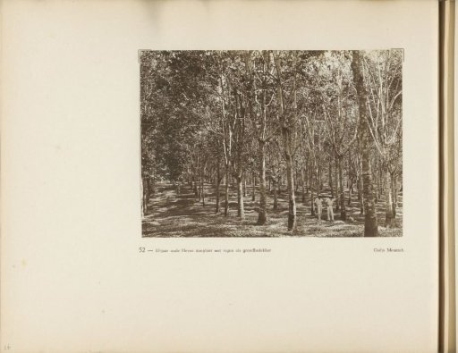 Page 52 of the photo album of the General Association of Rubber Planters on the East Coast of Sumatra (A.V.R.O.S.)