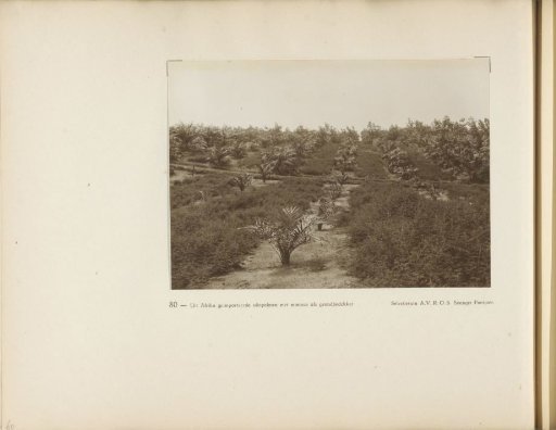 Page 80 from the photo album of the Algemeene Vereeniging van Rubberplanters ter Oostkust van Sumatra (A.V.R.O.S.)