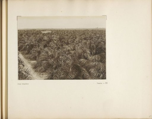 Page 81 from the photo album of the Algemeene Vereeniging van Rubberplanters ter Oostkust van Sumatra (A.V.R.O.S.)