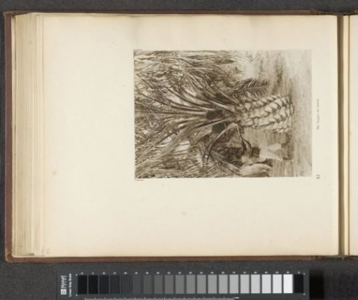 Page 82 from the photo album of the Algemeene Vereeniging van Rubberplanters ter Oostkust van Sumatra (A.V.R.O.S.)
