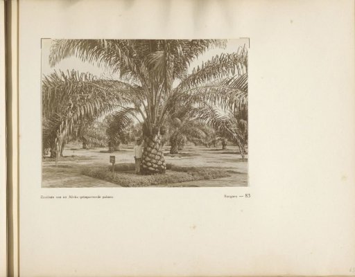 Page 83 from the photo album of the Algemeene Vereeniging van Rubberplanters ter Oostkust van Sumatra (A.V.R.O.S.)