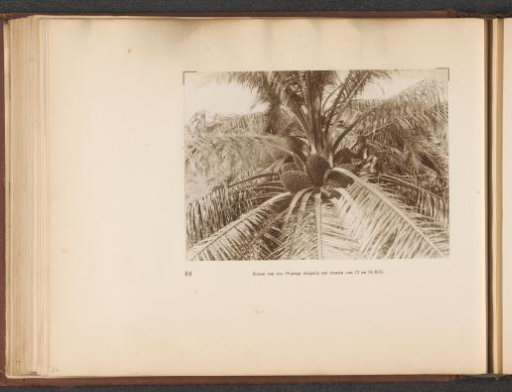 Page 84 from the photo album of the Algemeene Vereeniging van Rubberplanters ter Oostkust van Sumatra (A.V.R.O.S.)