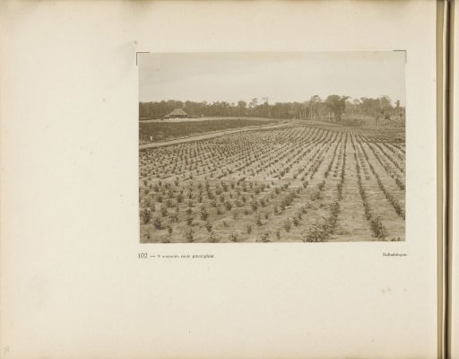 Page 102 from the photo album of the General Association of Rubber Planters on the East Coast of Sumatra (A.V.R.O.S.)