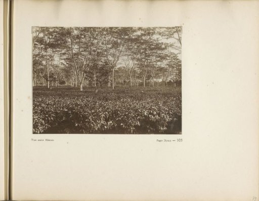 Page 103 from the photo album of the General Association of Rubber Planters on the East Coast of Sumatra (A.V.R.O.S.)