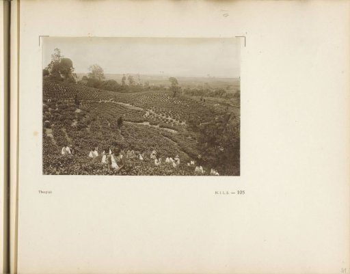 Page 105 from the photo album of the General Association of Rubber Planters on the East Coast of Sumatra (A.V.R.O.S.)