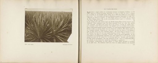 Pages 124 and 125 from the photo album of the General Association of Rubber Planters on the East Coast of Sumatra (A.V.R.O.S.)