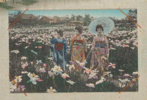 Three Japanese women, one with an umbrella, standing in a flower field