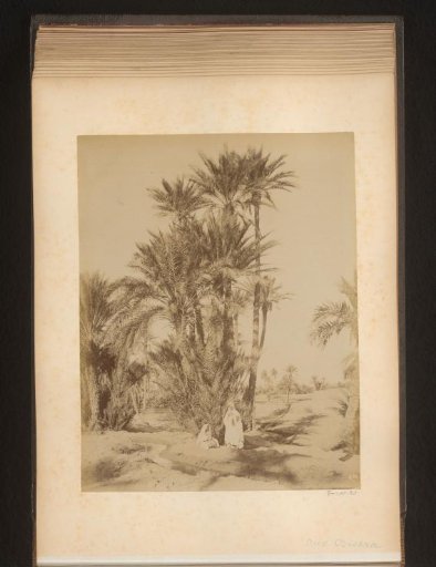 Two people under palm trees