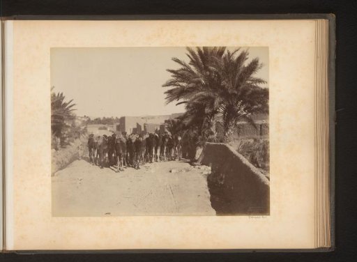 Herd of dromedaries
