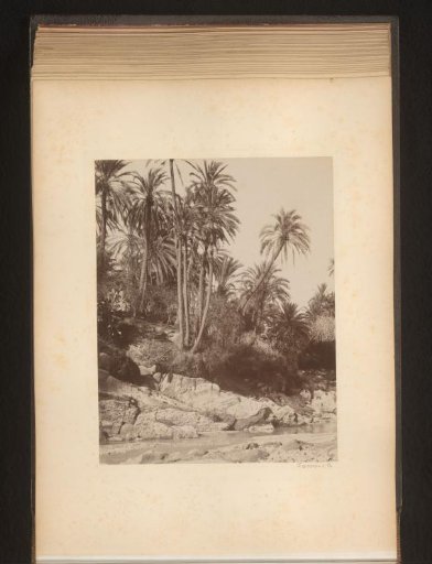River with palm trees along the bank in the vicinity of Bou Saada