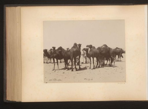 Dromedaries